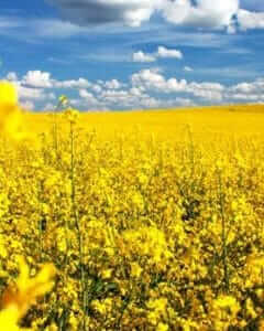 Rapeseed 01